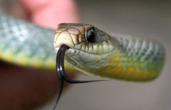 serpente